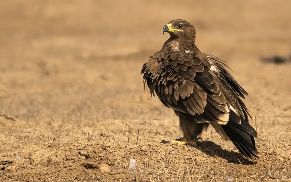 Steppe Eagle (Aquila nipalensis) — photo 1 of 3