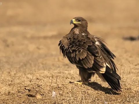 Steppe Eagle