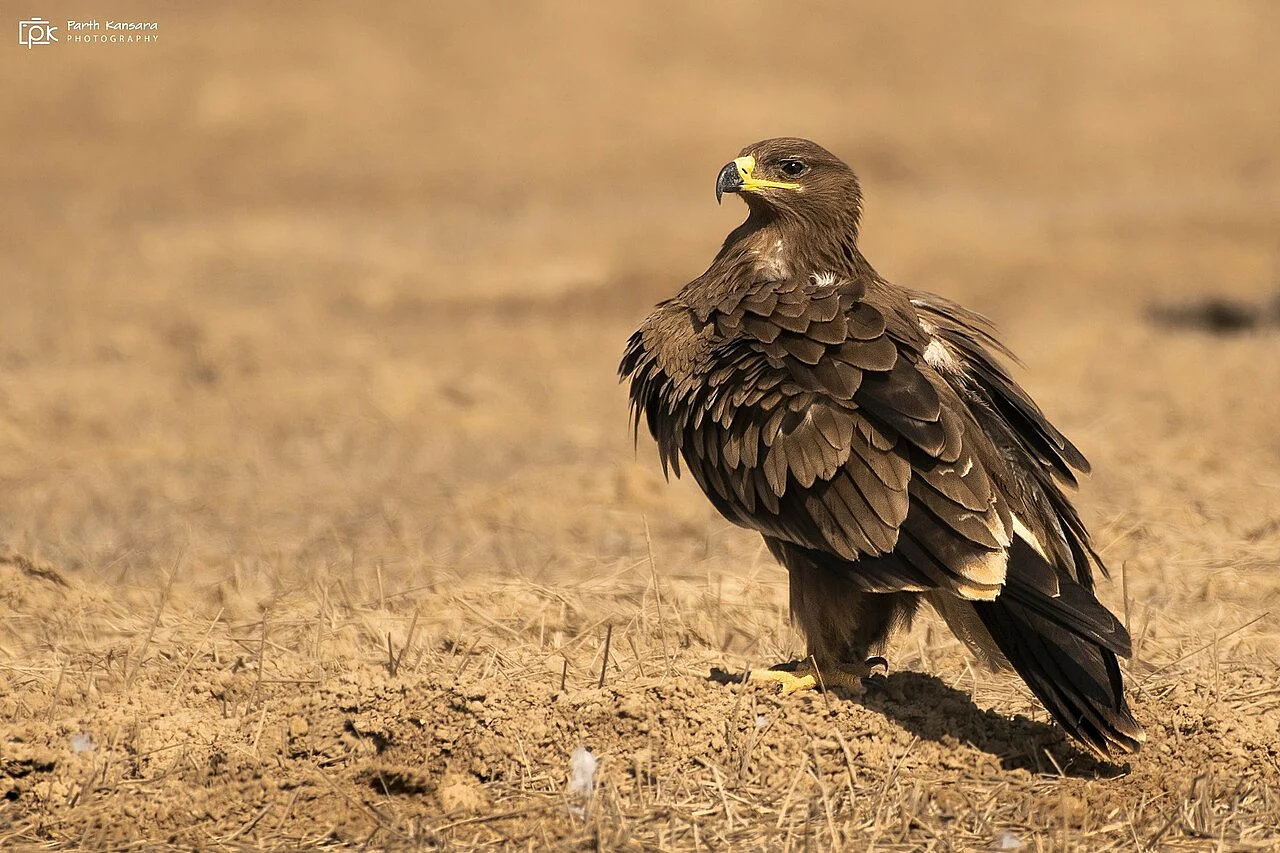 Steppe Eagle (Aquila nipalensis) — photo 1 of 3