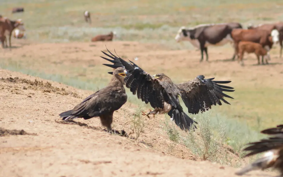 Steppe Eagle (Aquila nipalensis) — photo 2 of 3
