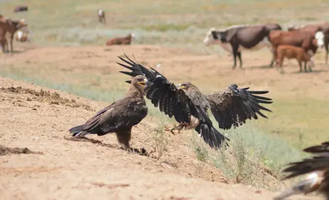 Steppe Eagle (Aquila nipalensis) — photo 2 of 3