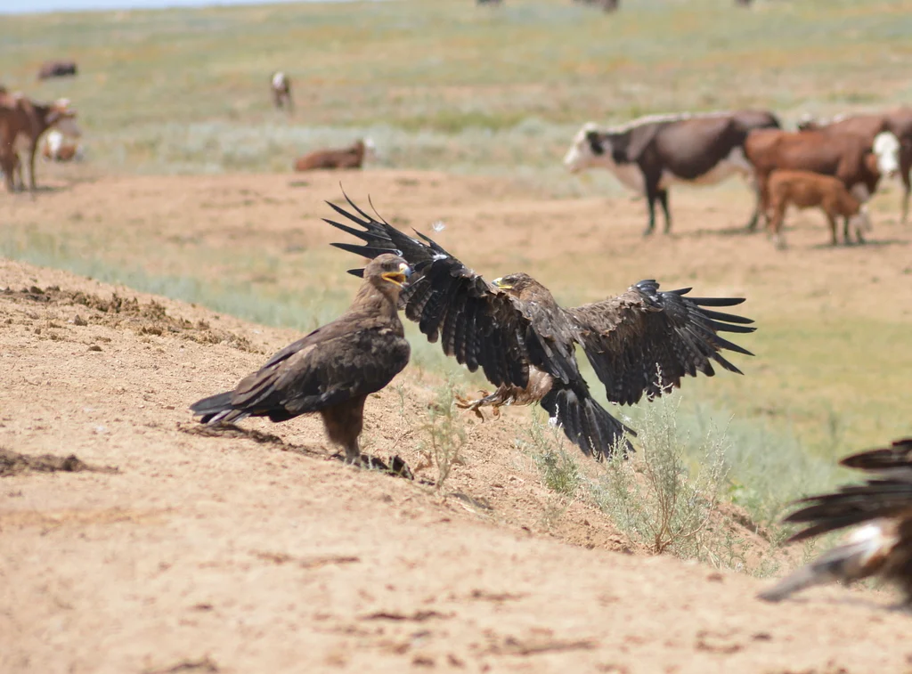 Steppe Eagle (Aquila nipalensis) — photo 2 of 3