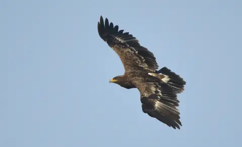 Steppe Eagle (Aquila nipalensis) — photo 3 of 3