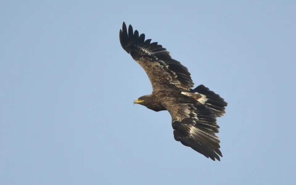 Steppe Eagle (Aquila nipalensis) — photo 3 of 3