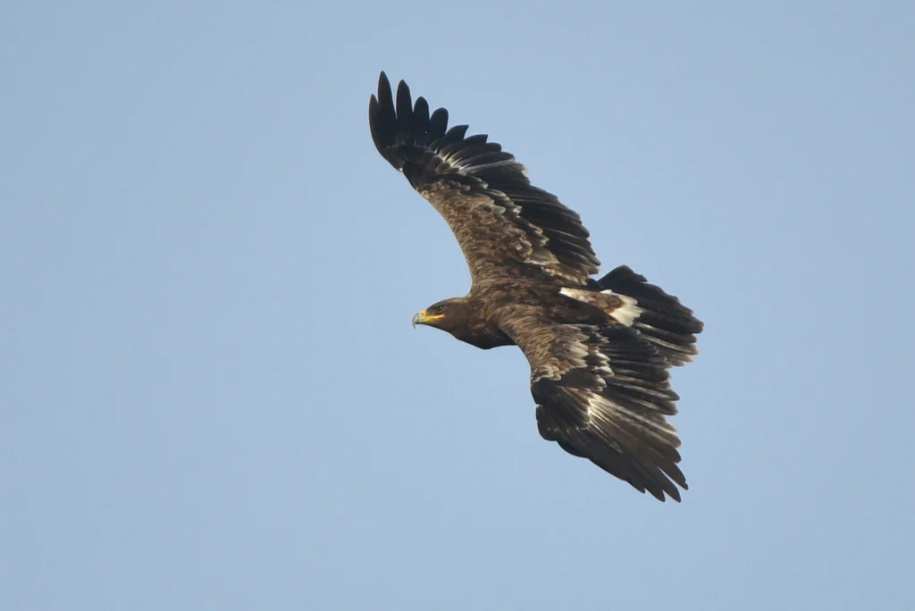 Steppe Eagle (Aquila nipalensis) — photo 3 of 3