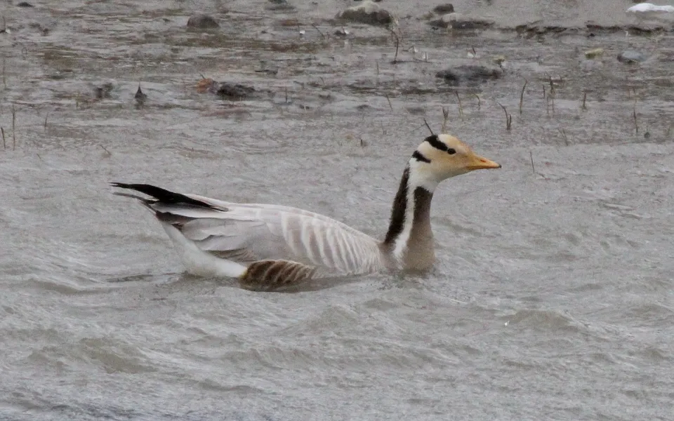 bar-headed goose (Anser indicus) — photo 4 of 5