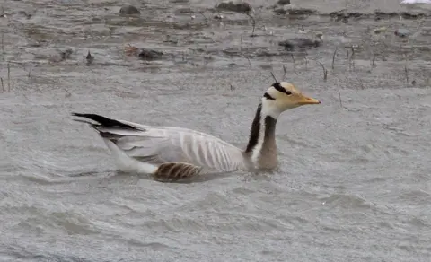 bar-headed goose (Anser indicus) — photo 3 of 5