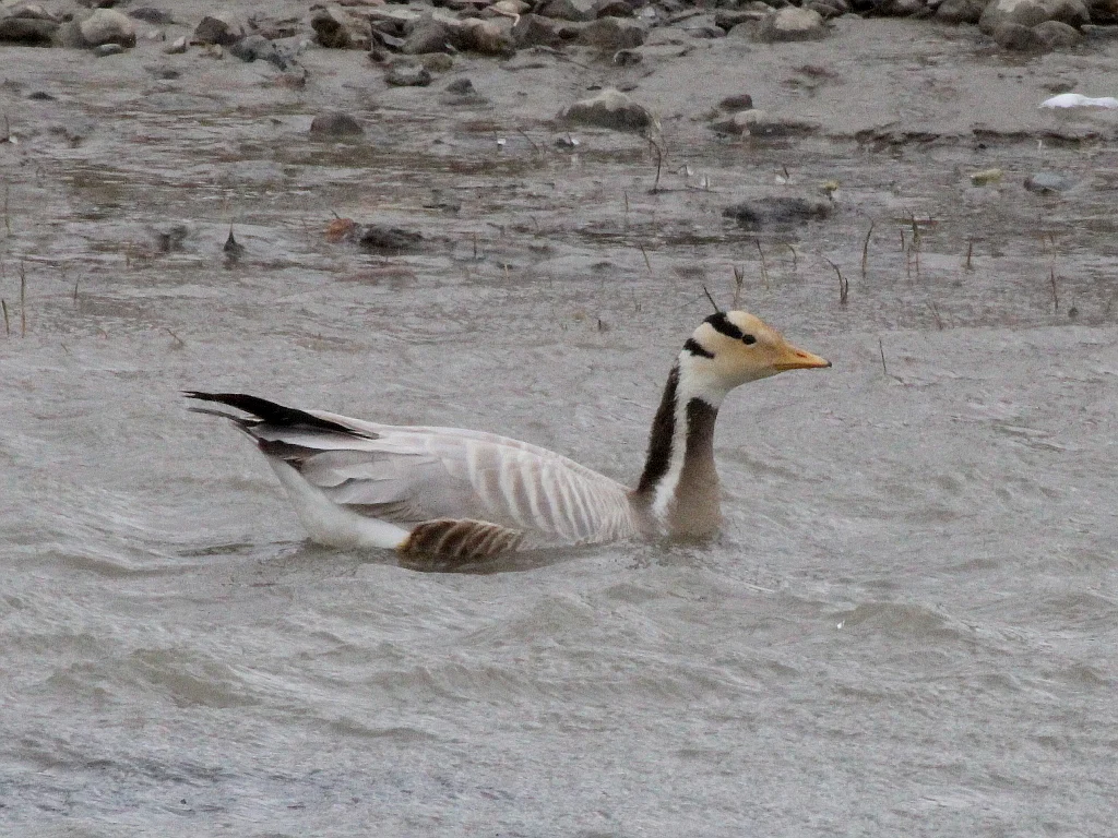bar-headed goose (Anser indicus) — photo 4 of 5