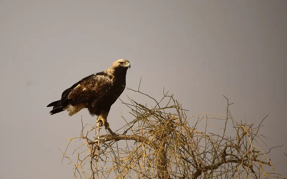 Imperial Eagle (Aquila heliaca) — photo 3 of 5