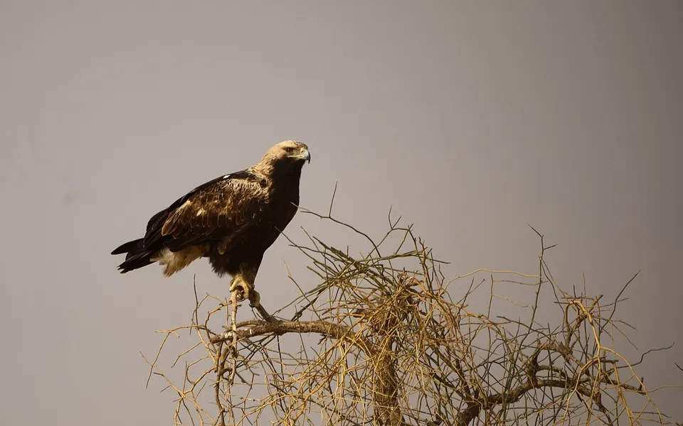 Imperial Eagle (Aquila heliaca) — photo 5 of 5