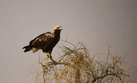 Imperial Eagle (Aquila heliaca) — photo 3 of 5