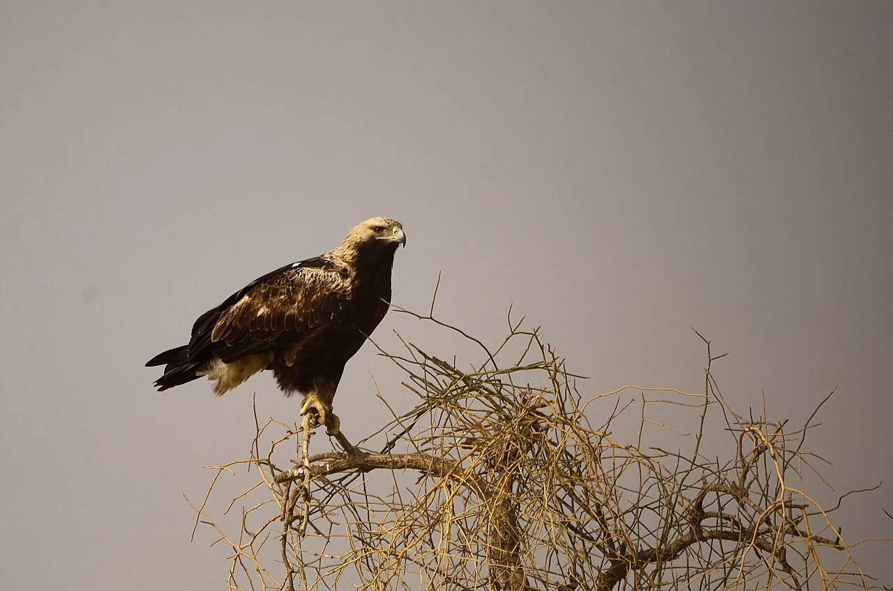 Imperial Eagle (Aquila heliaca) — photo 5 of 5
