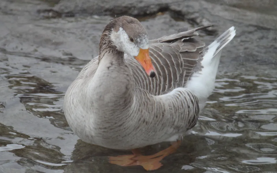 bar-headed goose (Anser indicus) — photo 3 of 5
