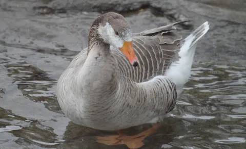 bar-headed goose (Anser indicus) — photo 3 of 5