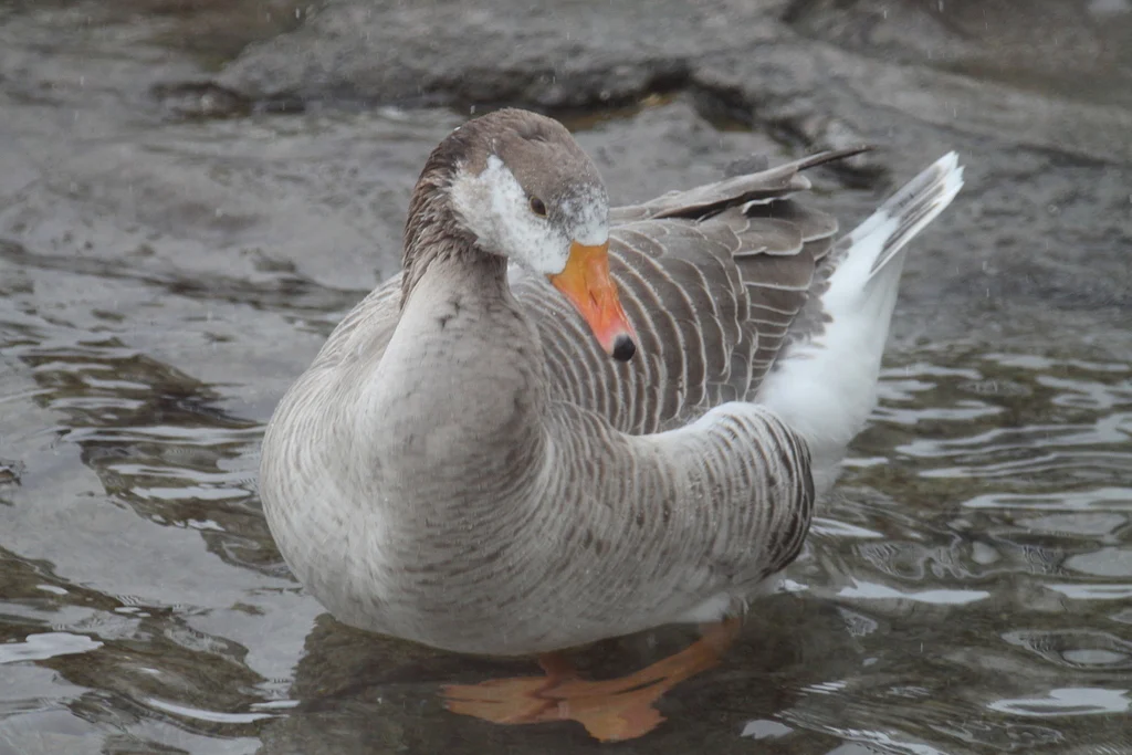 bar-headed goose (Anser indicus) — photo 3 of 5