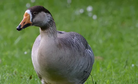 bar-headed goose (Anser indicus) — photo 2 of 5