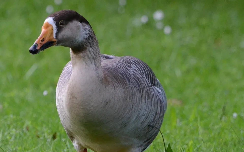 bar-headed goose (Anser indicus) — photo 2 of 5