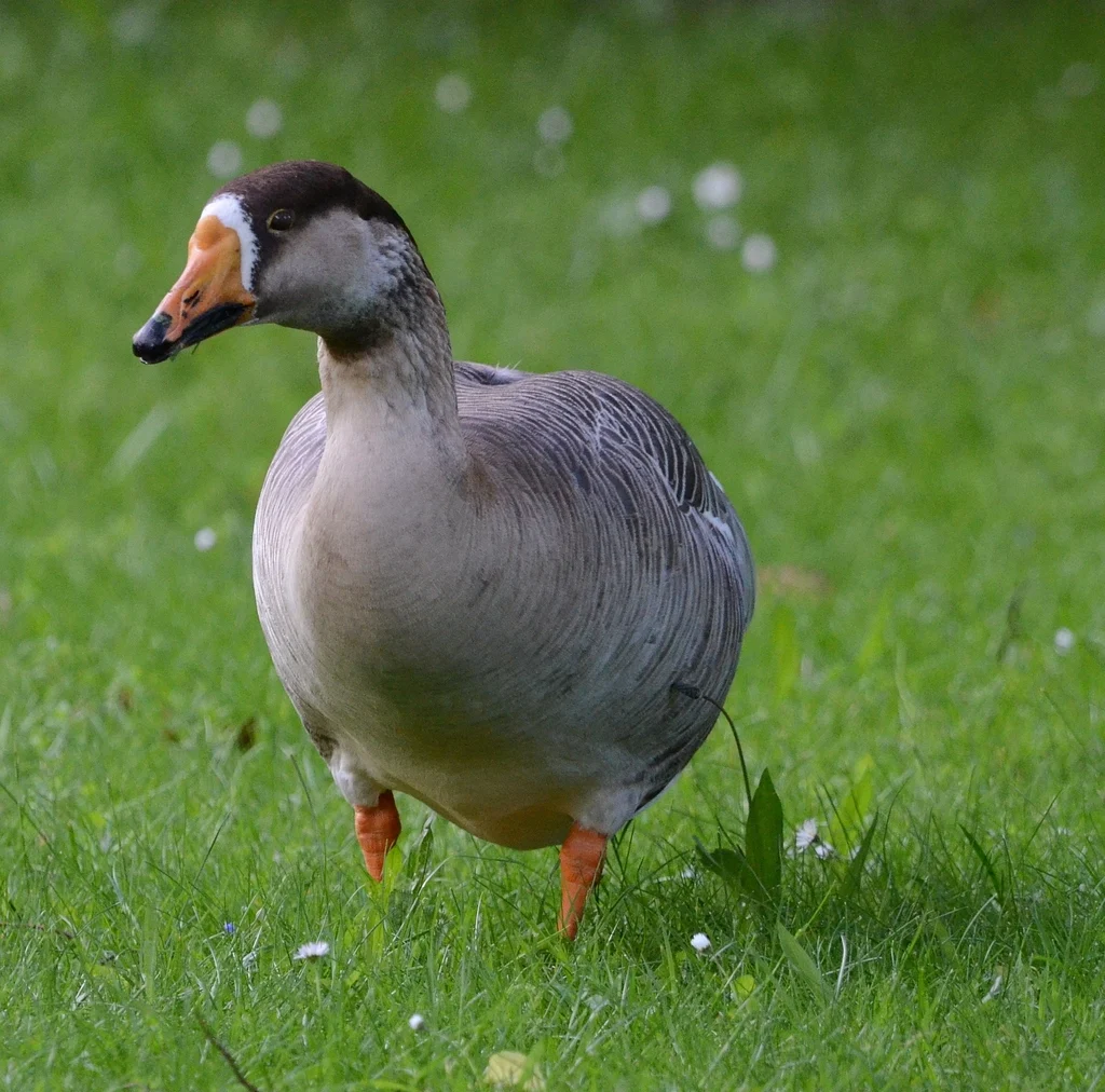 bar-headed goose (Anser indicus) — photo 2 of 5