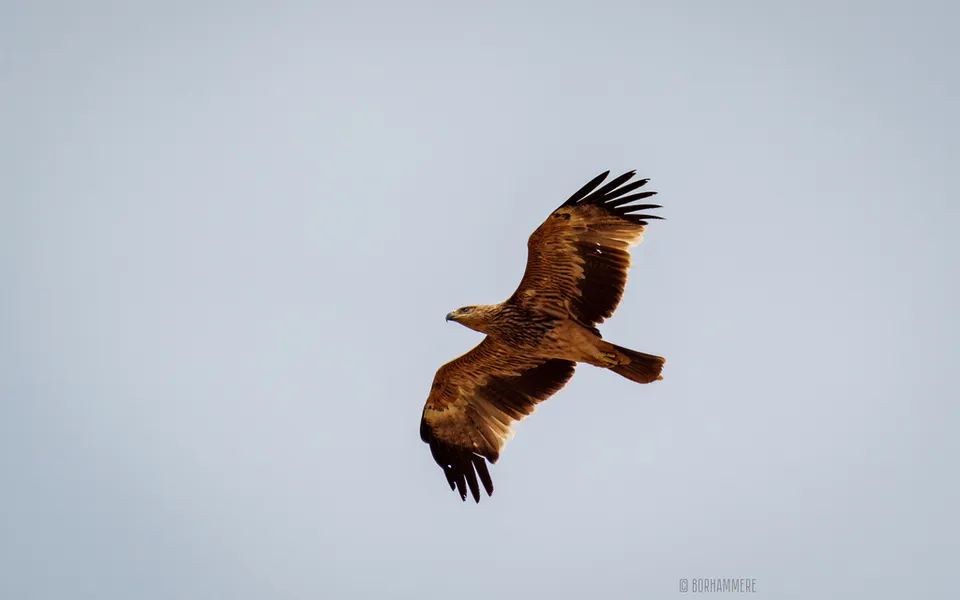 Imperial Eagle (Aquila heliaca) — photo 3 of 5