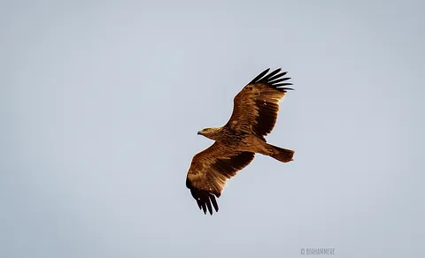 Imperial Eagle (Aquila heliaca) — photo 3 of 5