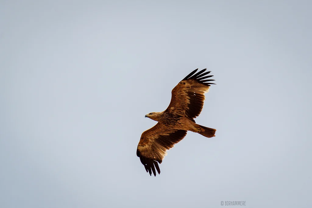 Imperial Eagle (Aquila heliaca) — photo 3 of 5