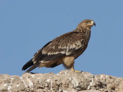 Imperial Eagle
