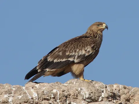Imperial Eagle