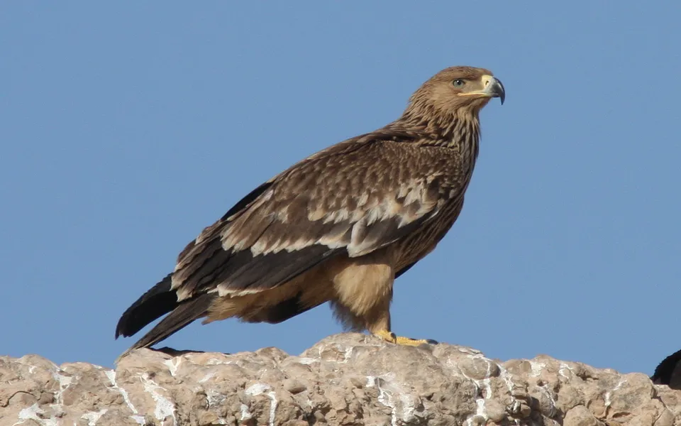 Imperial Eagle (Aquila heliaca) — photo 1 of 5