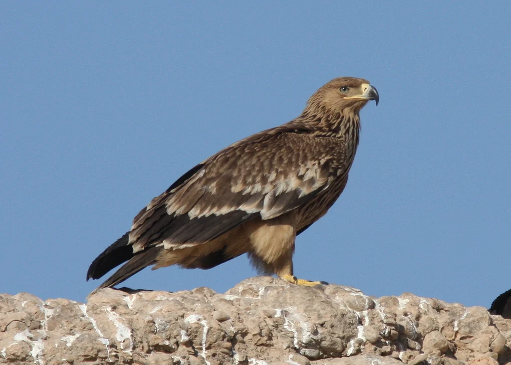 Imperial Eagle (Aquila heliaca) — photo 1 of 5