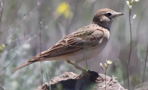 Greater Short-toed Lark (Calandrella brachydactyla) — photo 3 of 5