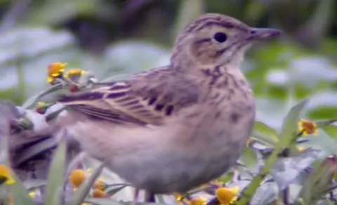 Olive-backed Pipit (Anthus hodgsoni) — photo 2 of 7