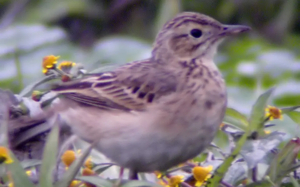 Olive-backed Pipit (Anthus hodgsoni) — photo 2 of 7