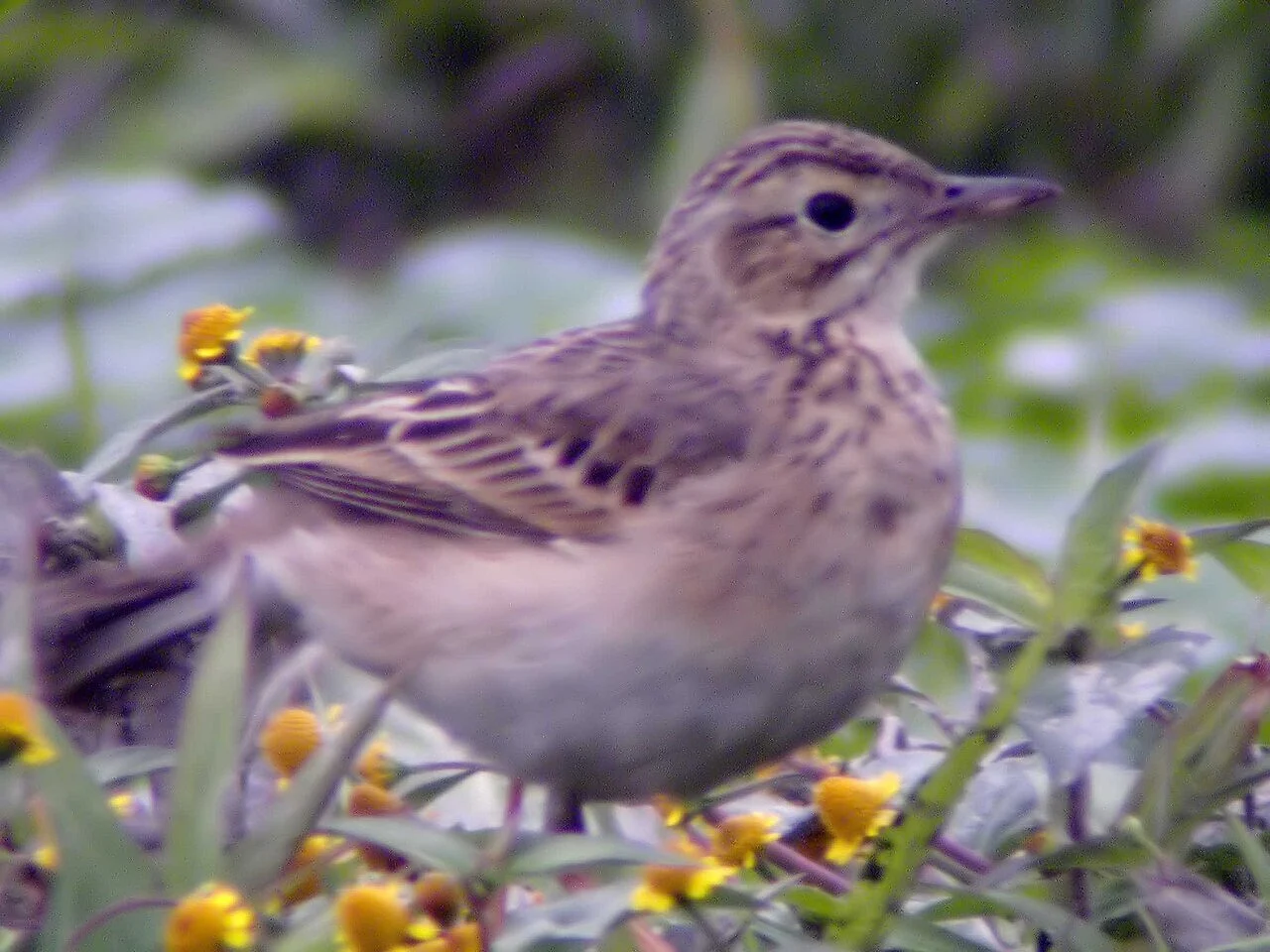 Olive-backed Pipit (Anthus hodgsoni) — photo 2 of 7