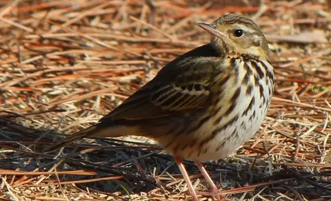 Olive-backed Pipit (Anthus hodgsoni) — photo 3 of 7