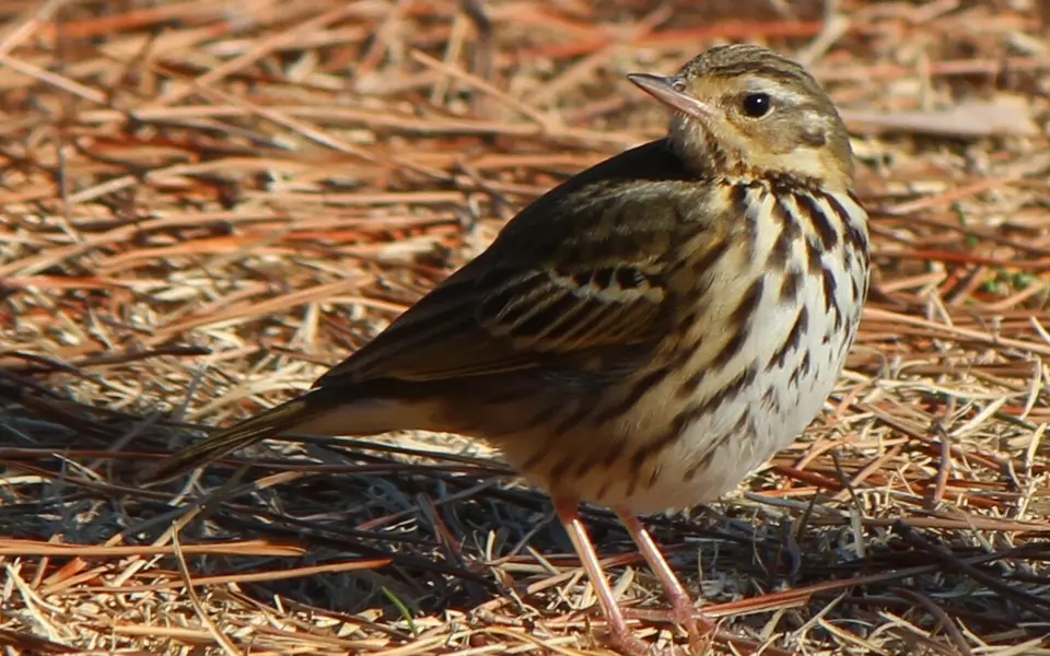 Olive-backed Pipit (Anthus hodgsoni) — photo 3 of 7