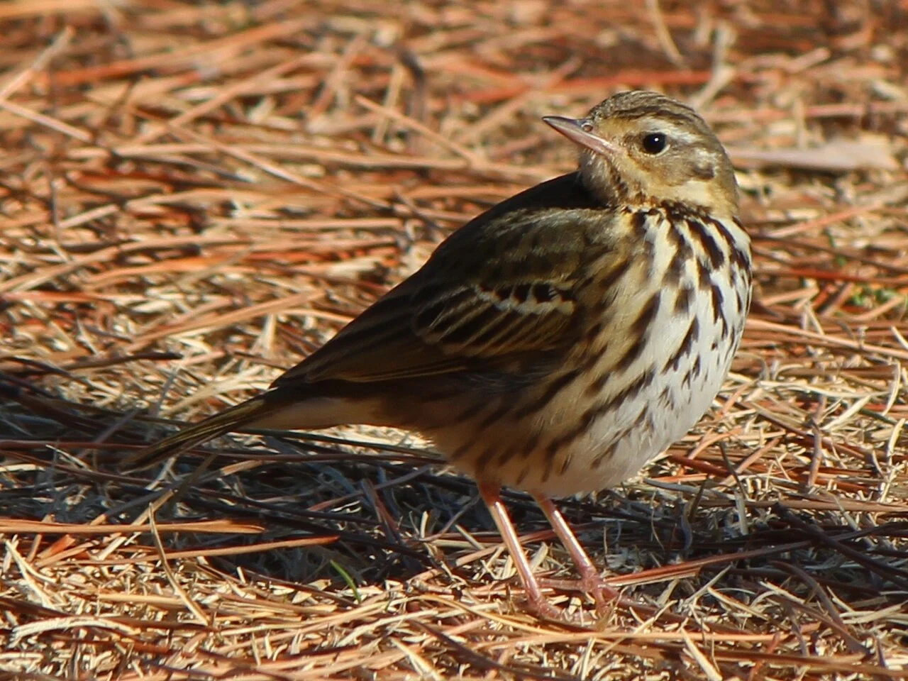 Olive-backed Pipit (Anthus hodgsoni) — photo 3 of 7