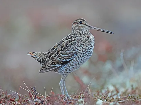 Great Snipe