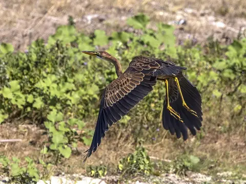 Purple Heron