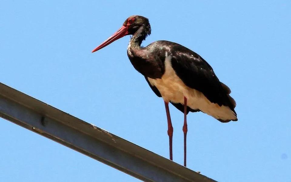 Black Stork (Ciconia nigra) — photo 4 of 4
