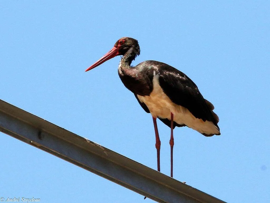 Black Stork (Ciconia nigra) — photo 4 of 4