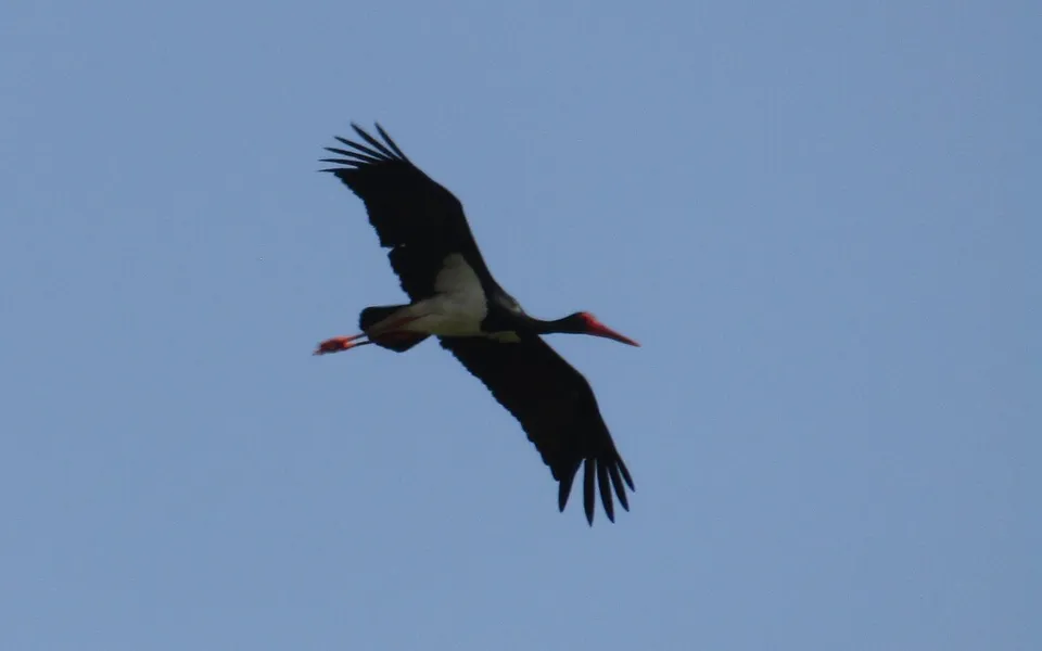 Black Stork (Ciconia nigra) — photo 3 of 4
