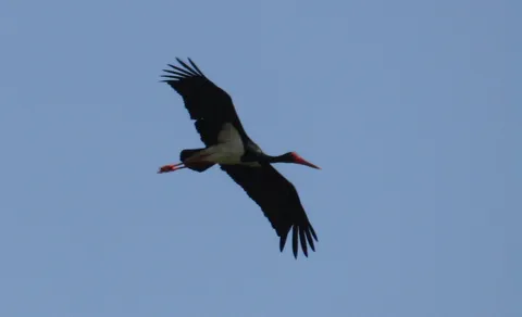 Black Stork (Ciconia nigra) — photo 3 of 4