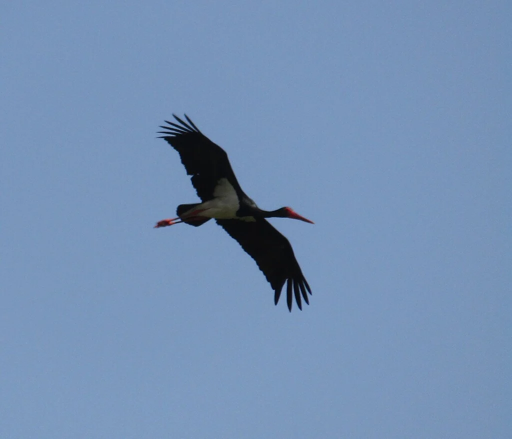 Black Stork (Ciconia nigra) — photo 3 of 4