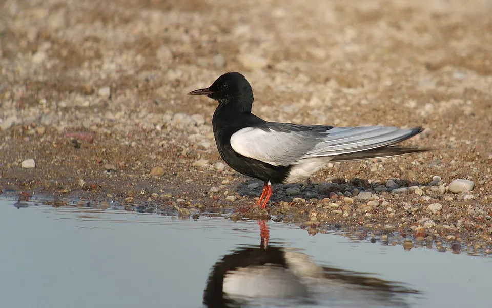 White-winged Tern (Chlidonias leucopterus) — photo 1 of 7