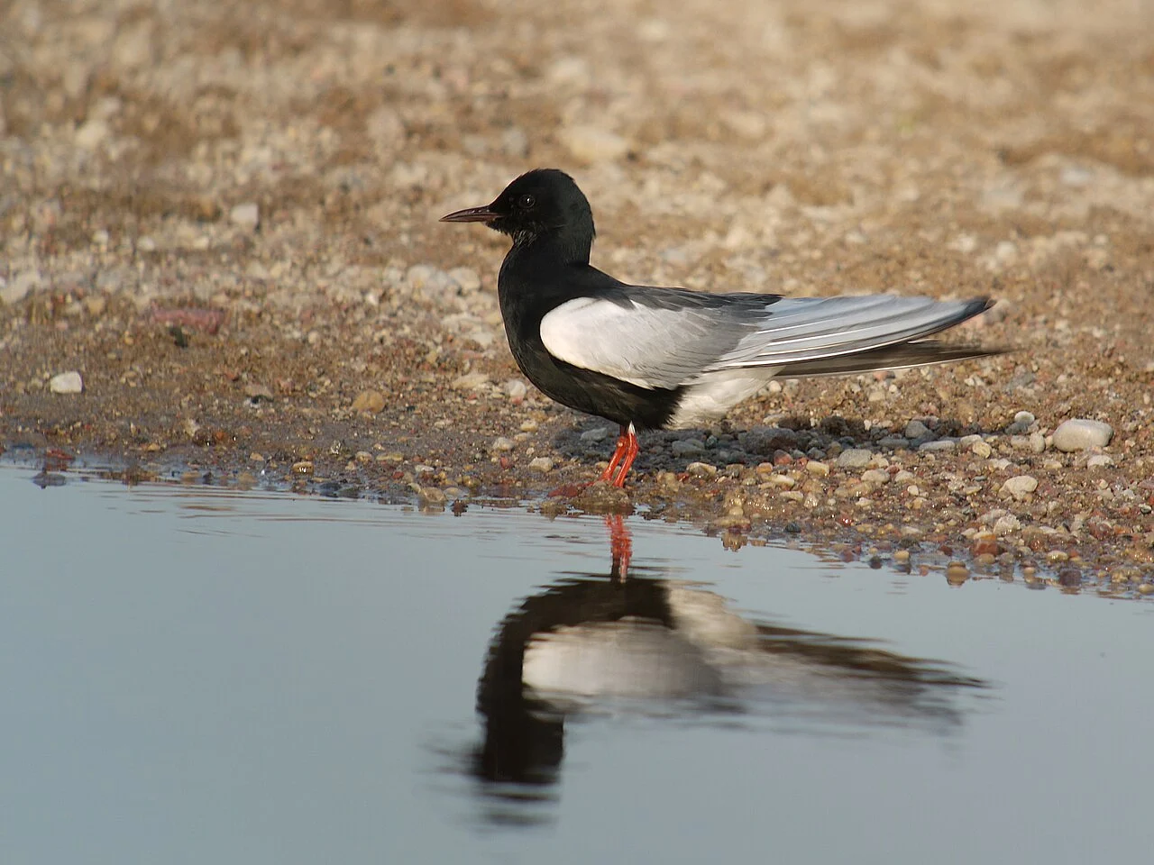 White-winged Tern (Chlidonias leucopterus) — photo 1 of 7