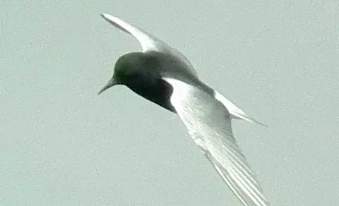 White-winged Tern (Chlidonias leucopterus) — photo 2 of 7
