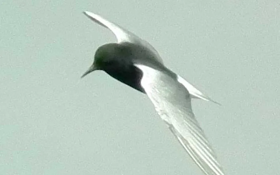 White-winged Tern (Chlidonias leucopterus) — photo 2 of 7