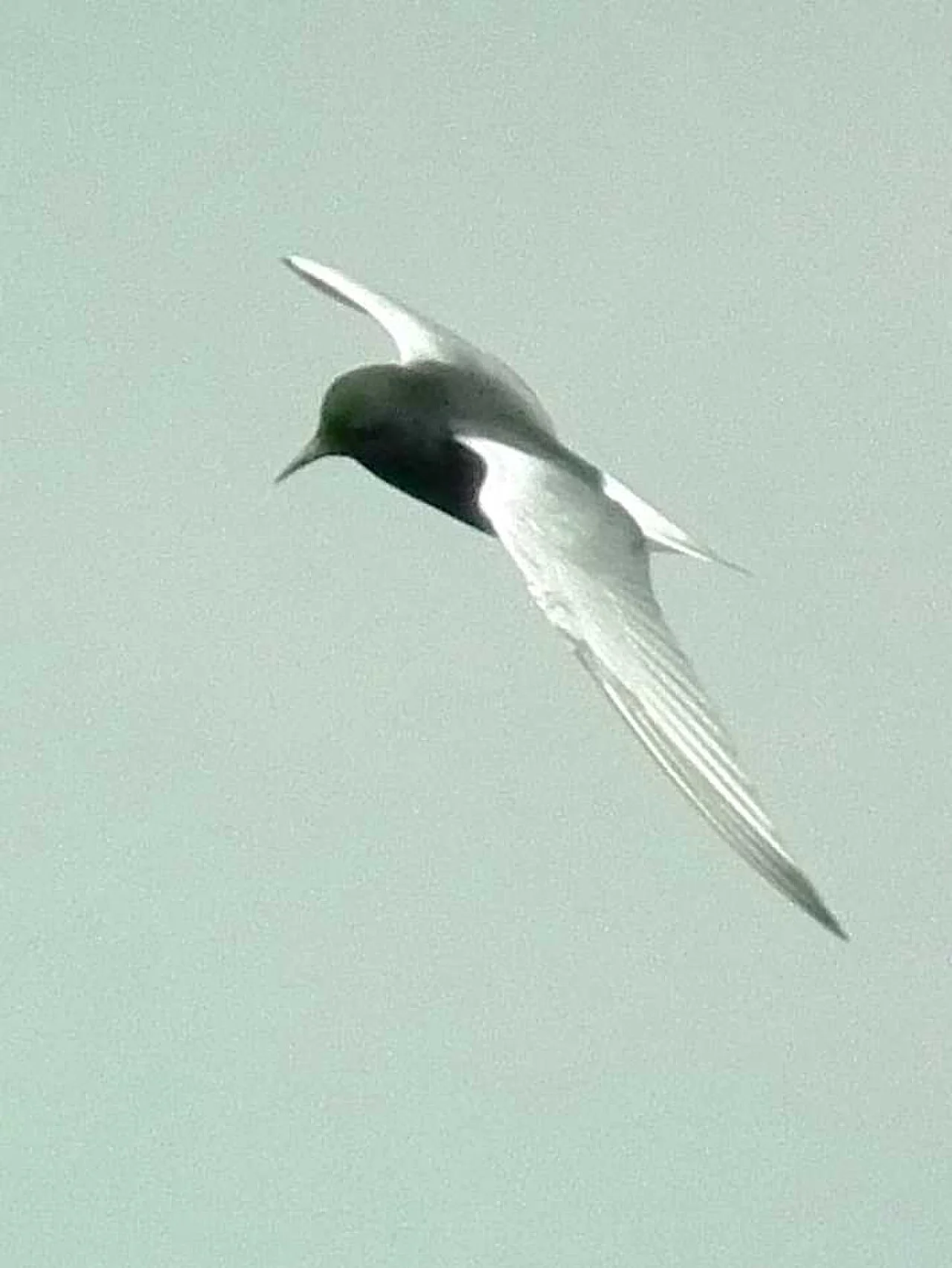 White-winged Tern (Chlidonias leucopterus) — photo 2 of 7