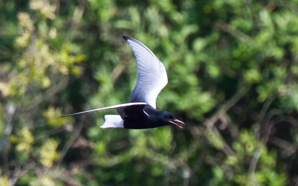 White-winged Tern (Chlidonias leucopterus) — photo 7 of 7