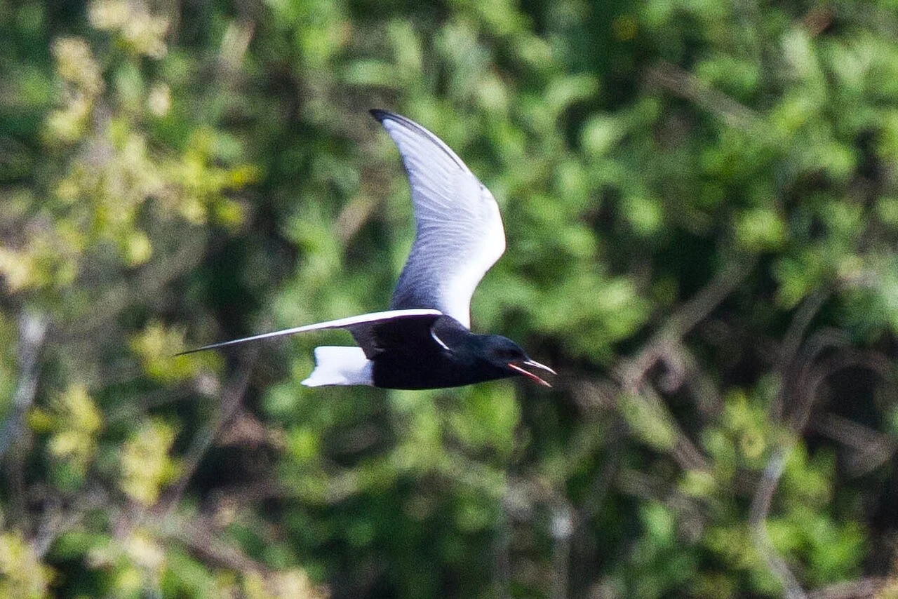 White-winged Tern (Chlidonias leucopterus) — photo 7 of 7